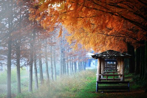 damyang autumn booth