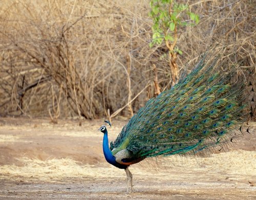 dancing  peacock  indian