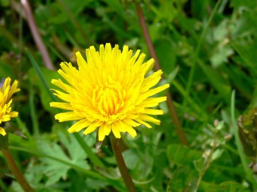 dandalion spring flowers grass