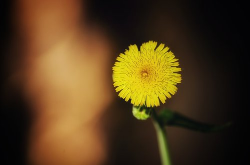 dandelio  flower  plant