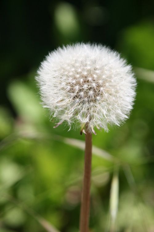 dandelion flower white