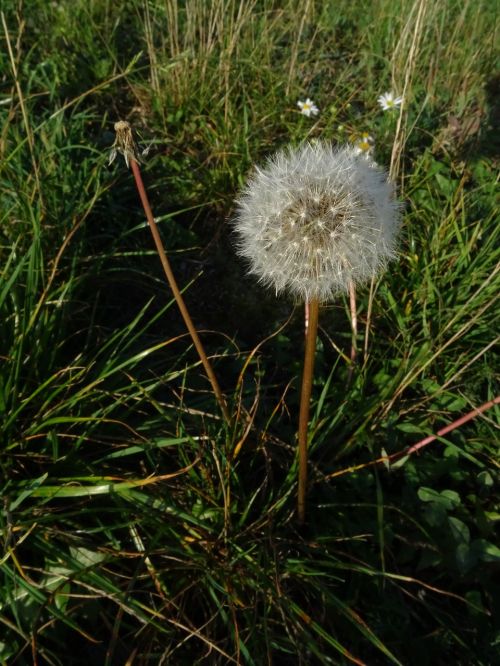 dandelion meadow flower