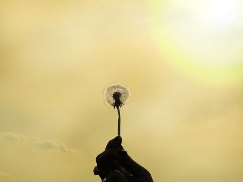 dandelion flower sun