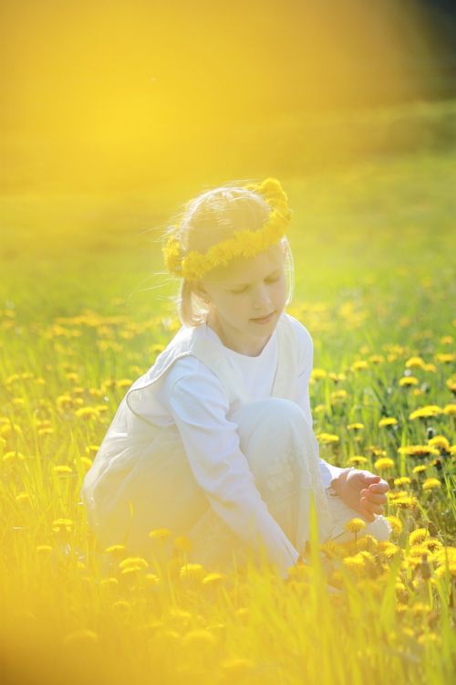 dandelion meadow yellow