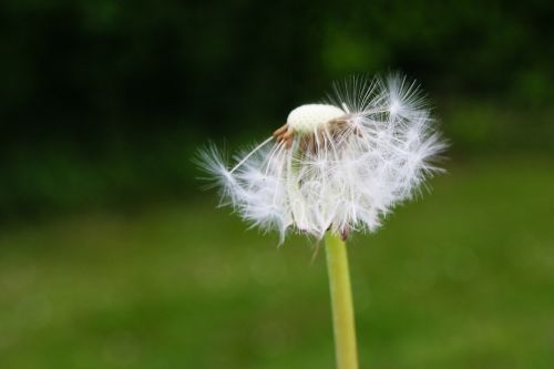 dandelion flower flowers