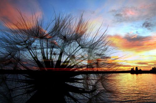 dandelion sunset sillhouette