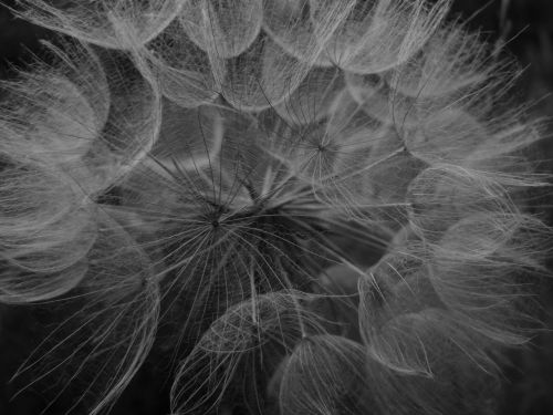 dandelion black and white macro