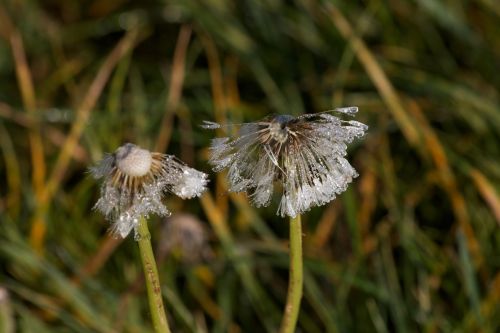 dandelion morgenstimmung drop of water