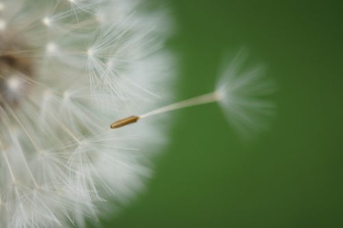 dandelion flower seeds