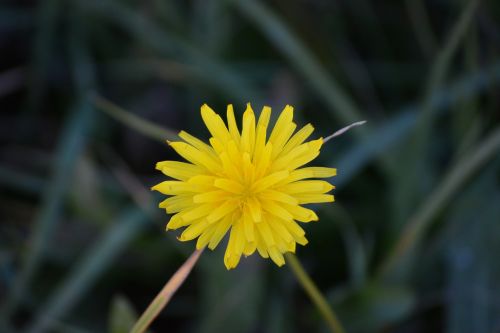 dandelion flower yellow