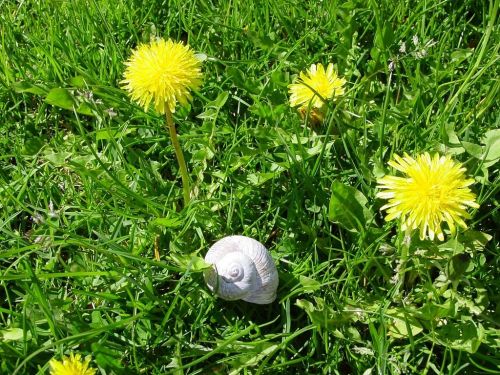 dandelion snail meadow