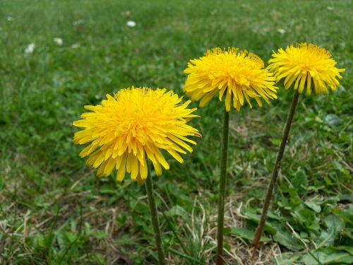 dandelion blossom bloom