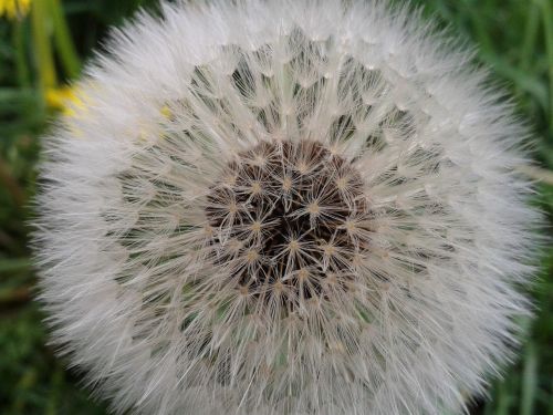 dandelion seeds close