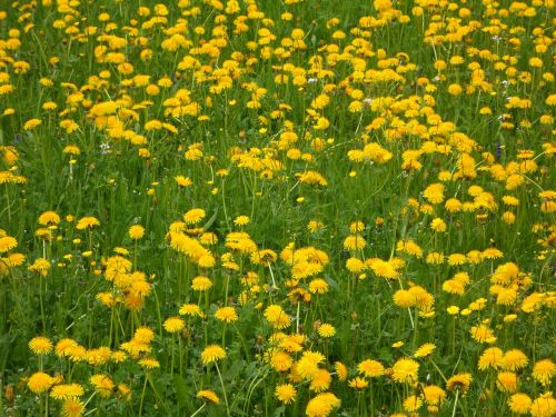 dandelion dandelion meadow nature