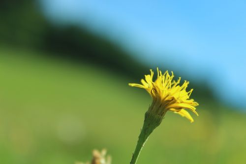 dandelion close nature