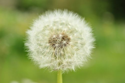 dandelion close macro