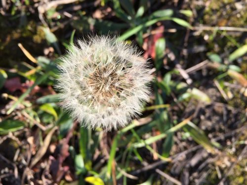 dandelion flower meadow