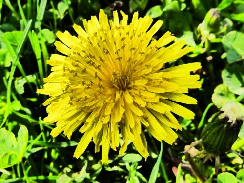 dandelion blossom bloom