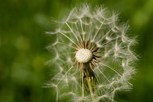 dandelion seeds blossom