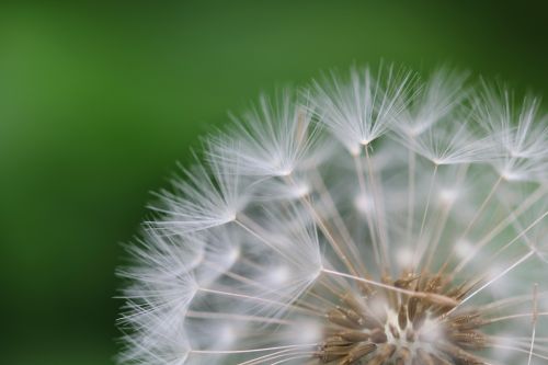 dandelion seeds macro