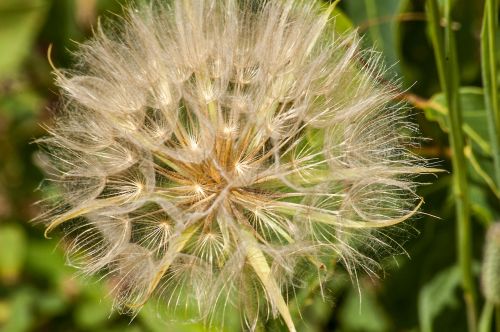 dandelion fuzzy macro