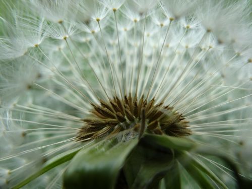 dandelion garden summer