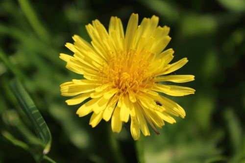 dandelion flower pointed flower