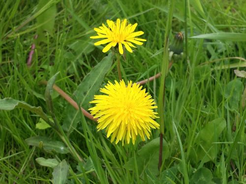 dandelion flower park