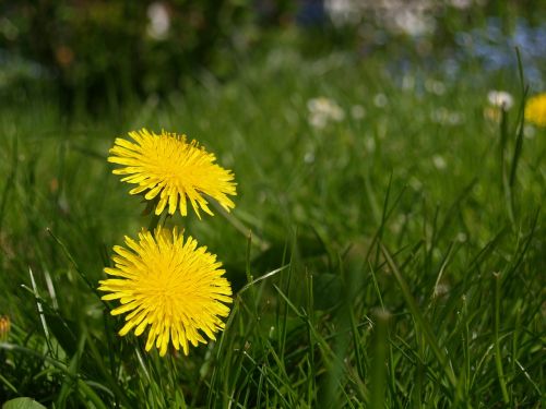 dandelion flower garden