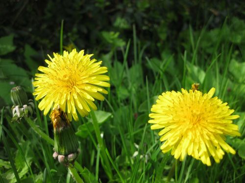 dandelion flower yellow