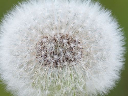 dandelion seeds common dandelion