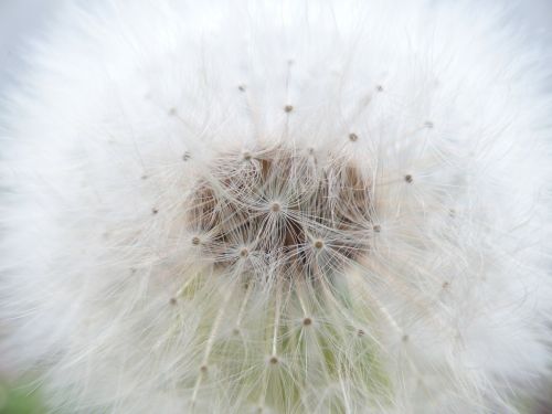 dandelion common dandelion taraxacum sect ruderalia