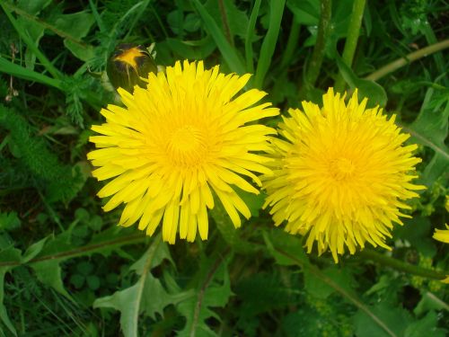 dandelion flowers blossom