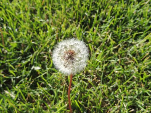 dandelion grass green