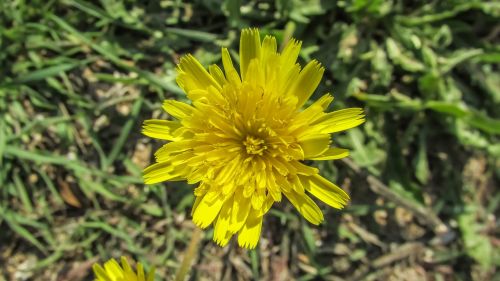 dandelion flower plant