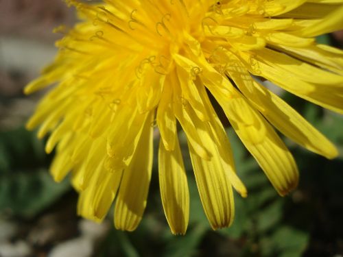 dandelion blossom bloom