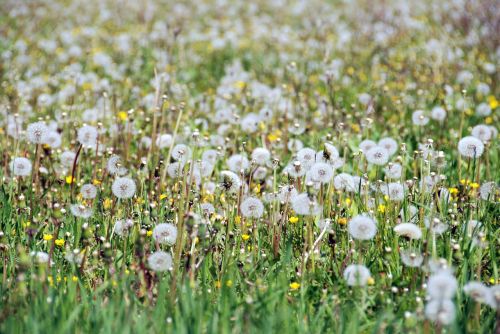 dandelion spring field