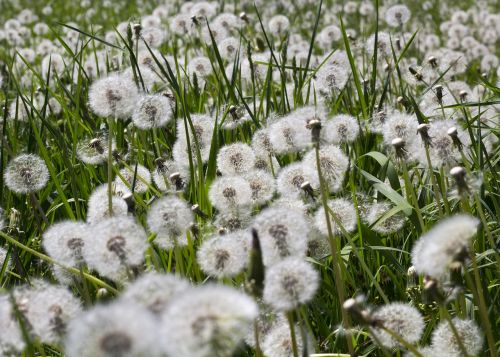 dandelion flowers nature