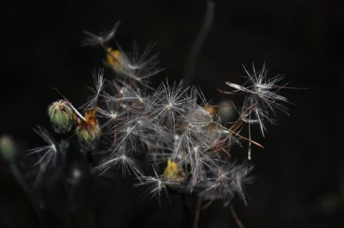 dandelion plant nature