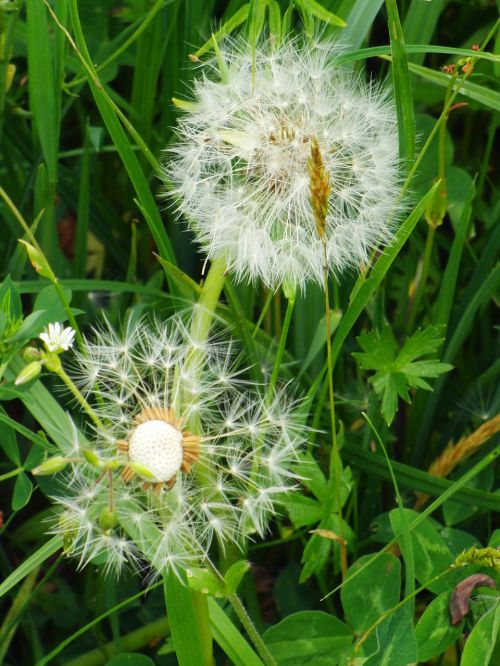 dandelion meadow nature