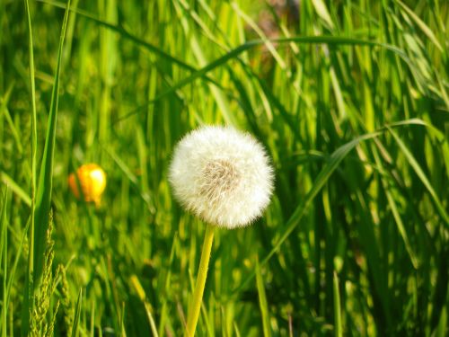 dandelion grass nature