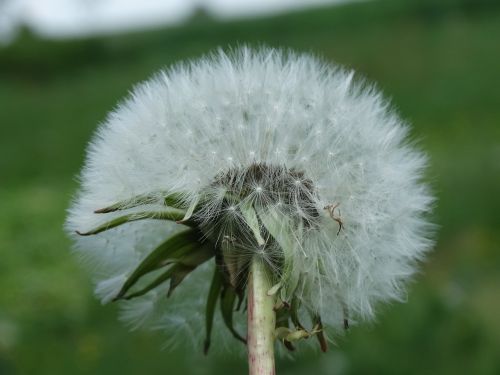 dandelion sonchus oleraceus nature