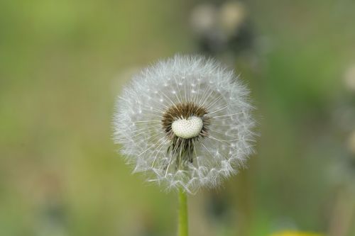 dandelion seeds