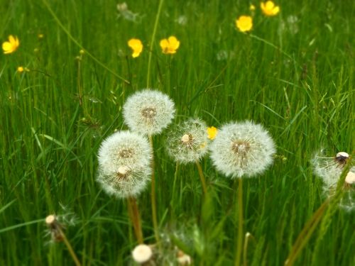 dandelion spring meadow buttercup