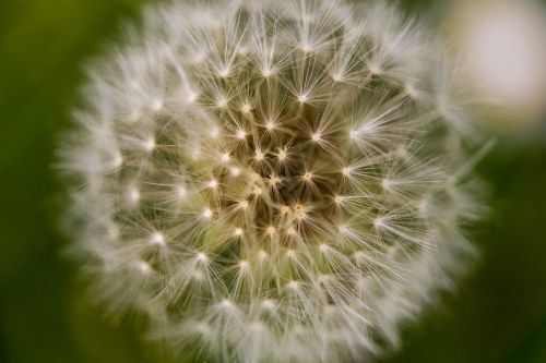 dandelion macro flower