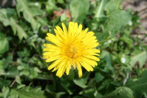 dandelion flower spring