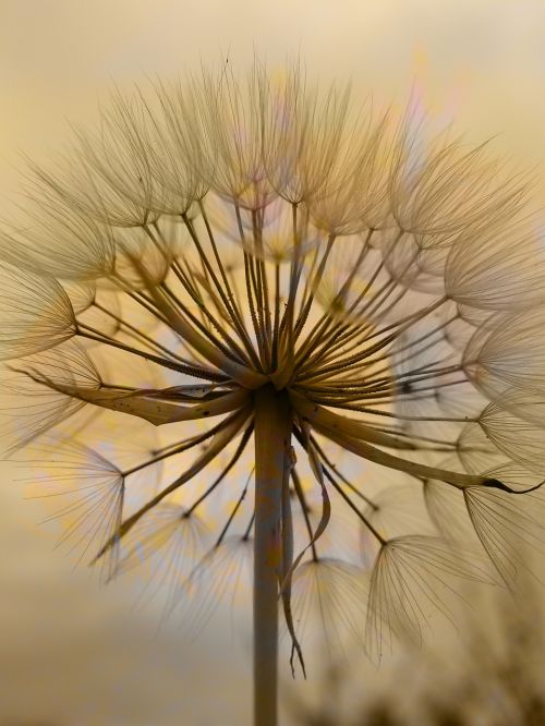 dandelion flower dorato