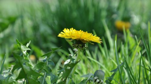 dandelion yellow flower spring