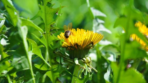 dandelion yellow flower spring