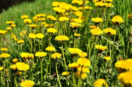 dandelion yellow flower spring